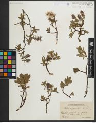 Foto von Salix myrsinites L.
